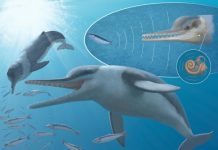 Whales’ ultrasonic hearing has surprisingly ancient history, fossilized ear shows