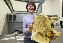 3D printed fish fossil may reveal origin of human teeth