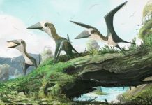 A rare small specimen discovered from the age of flying giants