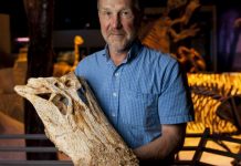 A reptilian anachronism: American alligator older than we thought