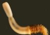 Ancestor of arthropods had the mouth of a penis worm