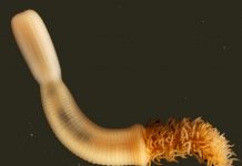 Ancestor of arthropods had the mouth of a penis worm