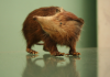 Ancient DNA traces extinct Caribbean ‘Island Murderer’ back to the dawn of mammals