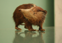 Ancient DNA traces extinct Caribbean ‘Island Murderer’ back to the dawn of mammals