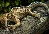 Ancient reptile fossils claw for more attention
