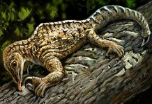 Ancient reptile fossils claw for more attention