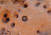 Between a rock and a hard place: Biologists unearth sandstone-excavating bees