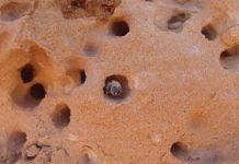 Between a rock and a hard place: Biologists unearth sandstone-excavating bees