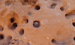 In south central Utah’s San Rafael Swell, a close-up of a bee of the species Anthophora pueblo in its sandstone nest. In the Sept. 12, 2016, issue of Current Biology, Utah State University biologists describe why the bees expend extra effort to excavate nests in the hard sandstone. Credit: Michael Orr, Utah State University 