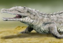 Brain anatomy convergence between crocodylians and their epic carnivorous cousins, the phytosaurs