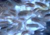 Can melting of frozen methane explain rapid climate change 56 million years ago?