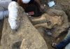 Exceptionally well-preserved fossil of complete mammoth skull raises questions