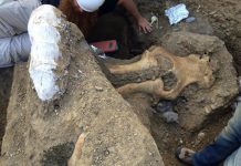 Exceptionally well-preserved fossil of complete mammoth skull raises questions