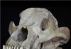 For 20 million years, the diversity of large terrestrial mammals depended on plant growth