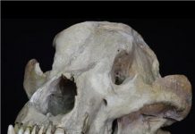 For 20 million years, the diversity of large terrestrial mammals depended on plant growth
