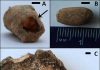 Fossil bee nest provides clues about the environment of human ancestor