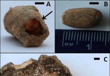 Fossil bee nest provides clues about the environment of human ancestor