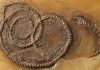 Fossil food chain from the Messel Pit examined