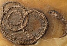 Fossil food chain from the Messel Pit examined
