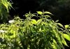 Fossil pollen ‘sneeze’ caught by research team