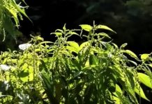 Fossil pollen ‘sneeze’ caught by research team
