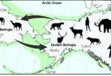 Fossils can help predict future species survival
