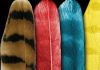 In bird feathers, scientists find hints about color of extinct animals