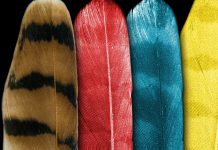 In bird feathers, scientists find hints about color of extinct animals