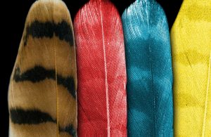 Scientists were able to map the chemical environments of two different types of melanin, a pigment responsible for black/dark brown or reddish/yellow color in feathers. This illustration shows an American kestrel feather (left), and the X-ray fluorescence maps of zinc (shown with a red filter), calcium (blue) and benzo-sulfur (yellow) in the same feather. The researchers will use the information provided by these maps to identify melanin in fossil specimens. Credit: SLAC National Accelerator Laboratory