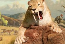 Is a saber-tooth cat’s roar worse than it’s bite?