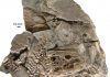 Life history of the 360-million-year-old tetrapod Acanthostega rewrites the tetrapod move to land