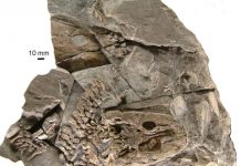 Life history of the 360-million-year-old tetrapod Acanthostega rewrites the tetrapod move to land