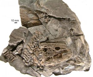 life-history-of-the-360-million-year-geologypage