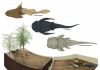 ‘Nursery’ Discovered in Belgium Provides Insight into Prehistoric Fish Life