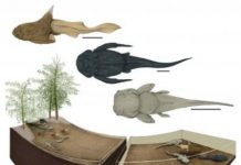 ‘Nursery’ Discovered in Belgium Provides Insight into Prehistoric Fish Life