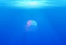 Ocean oxygen is key to animal evolution