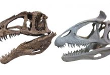 Outrageous heads led to outrageously large dinosaurs