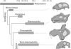 Paleontologists uncover age-old secret of Hollywood celebrities