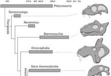 Paleontologists uncover age-old secret of Hollywood celebrities