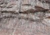 Plant roots built beachhead for life on land