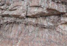 Plant roots built beachhead for life on land