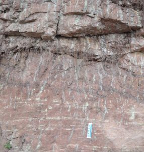 Plant roots built beachhead-GeologyPage