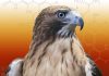 Research may help to discover the true colour of extinct animals