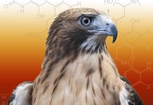 Research may help to discover the true colour of extinct animals