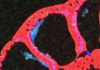 Sediments control methane release to the ocean