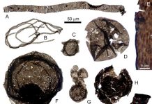 Shape-shifters found in the Belt Supergroup: Revelations about Tappania plana