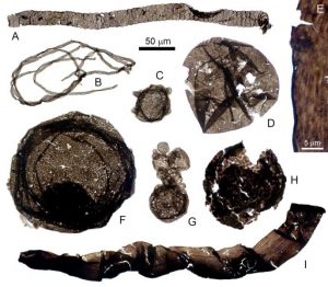 Figure 1: Prokaryotic (A, B), eukaryotic (D-F) and phylogenetically indeterminate (C, G-I) microfossils from the early Mesoproterozoic Greyson Formation, lower Belt Supergroup. 50 µm scale bar applies to all specimens except E. Click on the figure for a larger version. Credit: Zach Adam and Nicholas Butterfield