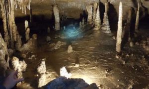 Marengo Cave, a show cave in southern Indiana, displays numerous stalactites that have fallen in a preferred direction. Researchers are studying the stalactites for signs they were felled by seismic activity. Flowstone has "cemented" the stalactites in place. Credit: S.V. Panno 