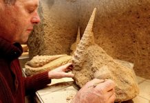 Under the Champagne vineyards, ancient shells offer rare look at the past