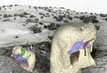 Unusual new species of extinct reptile shows dinosaurs copied body, skull shapes of distant relatives
